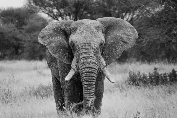 Africa