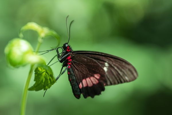 Wildlife