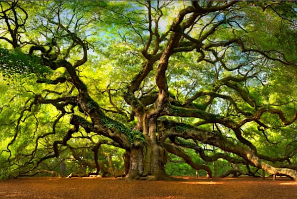 Angelic Witness - Angel Oak Tree Fine Art Print Zsuzsanna Luciano
