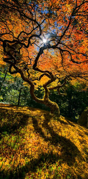 Enchanted Reality Photography Art | Zsuzsanna Luciano