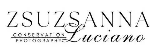zsuzsanna luciano