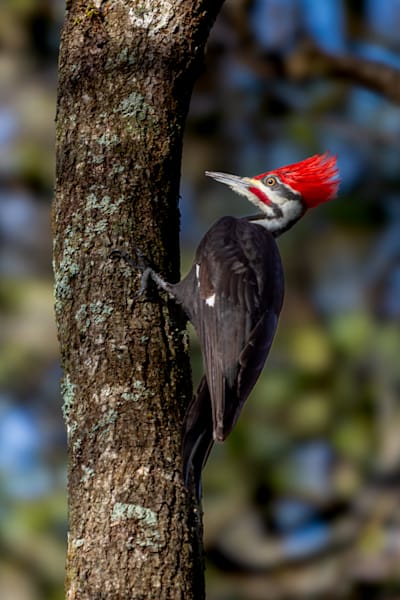 Wildlife