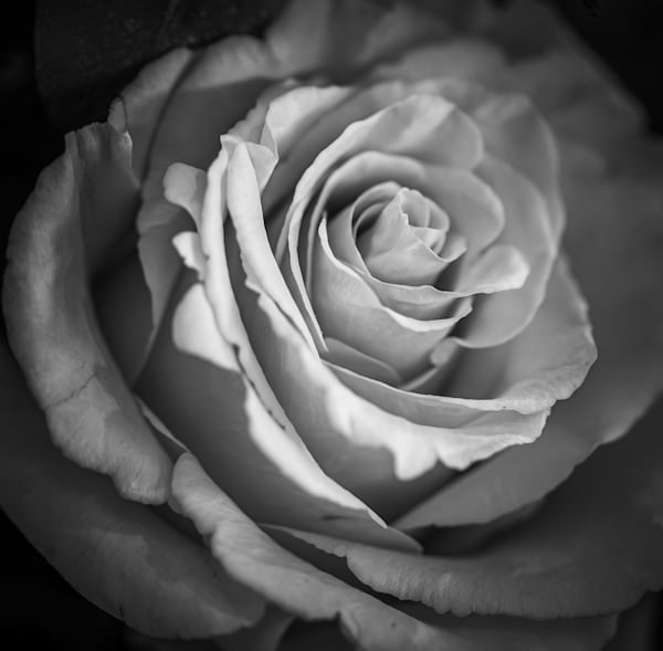 Black & White Collection