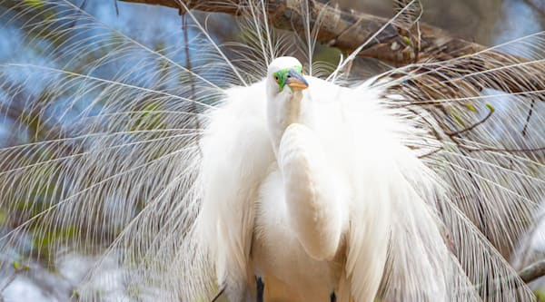 Signature Collection: The Egret Series