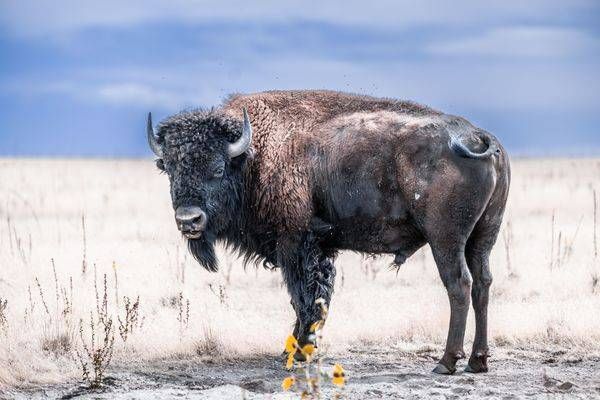Tatanka Photography Art | Topher Cabrera Photography