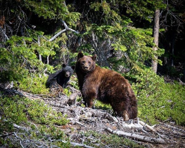 Two Of The Timber Photography Art | Topher Cabrera Photography