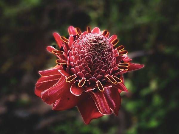 Torch De Ginger Photography Art | Topher Cabrera Photography