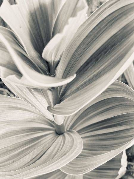 Veratrum Photography Art | Topher Cabrera Photography