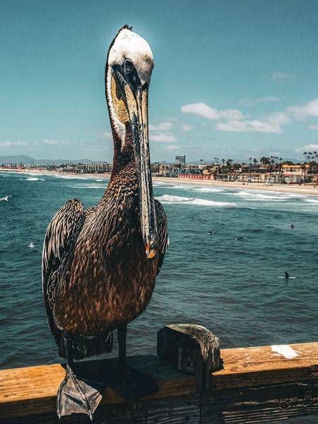 Pelecanus Photography Art | Topher Cabrera Photography
