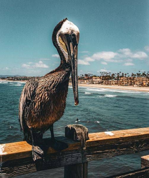 Coastal Sentinel Photography Art | Topher Cabrera Photography