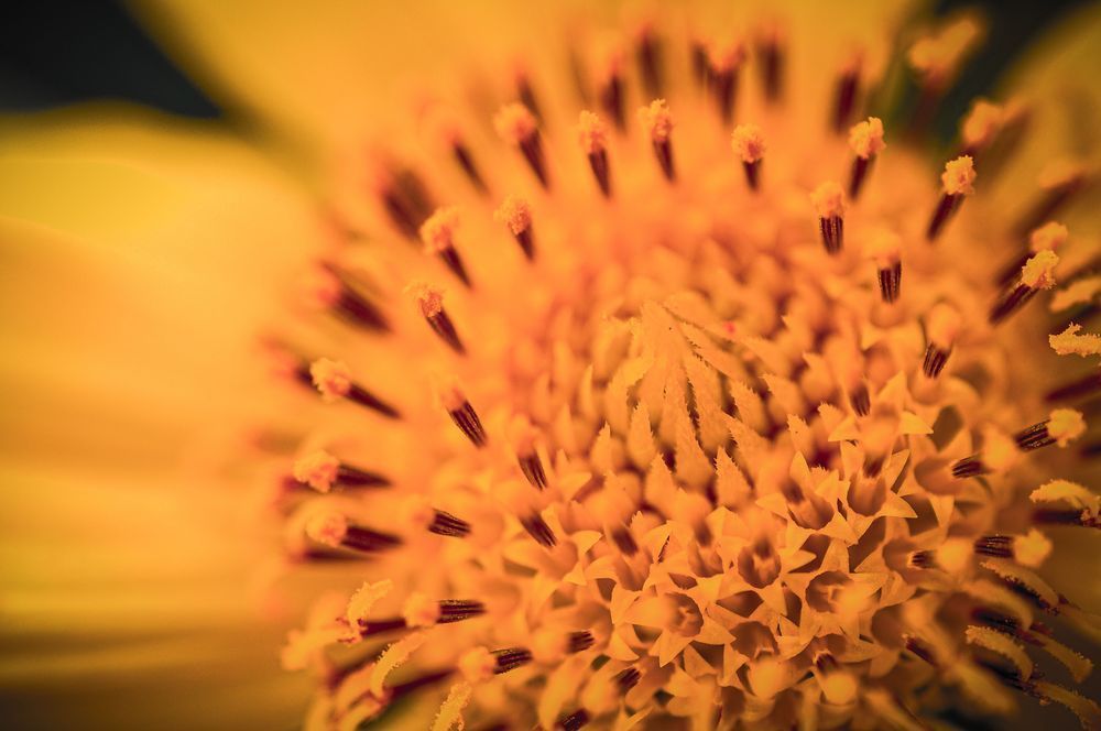 Daisy