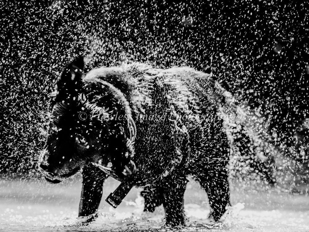 Primal Bliss Photography Art | Topher Cabrera Photography
