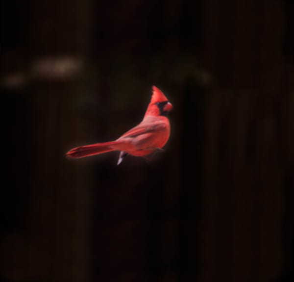 Escaping Birds