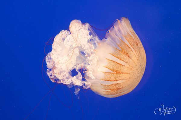 Jelly Fish