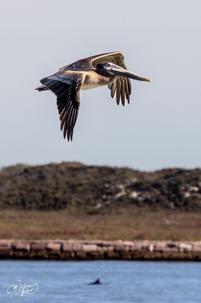 Brown Pelican in Flight | Coastal Wildlife Photography by William Reed