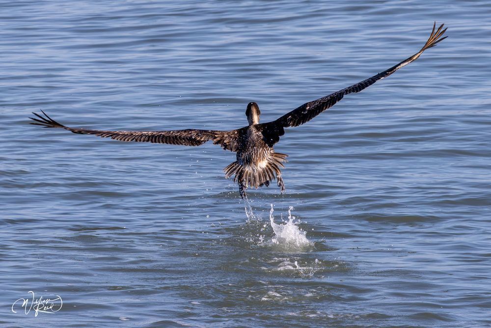 Brown Pelican Takeoff | Coastal Wildlife Photography Print by William Reed