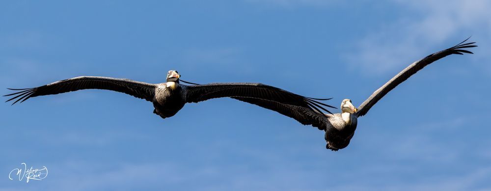 Brown Pelicans in Flight | Coastal Bird Photography Print by William Reed