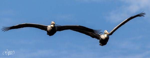 Brown Pelicans in Flight | Coastal Bird Photography Print by William Reed