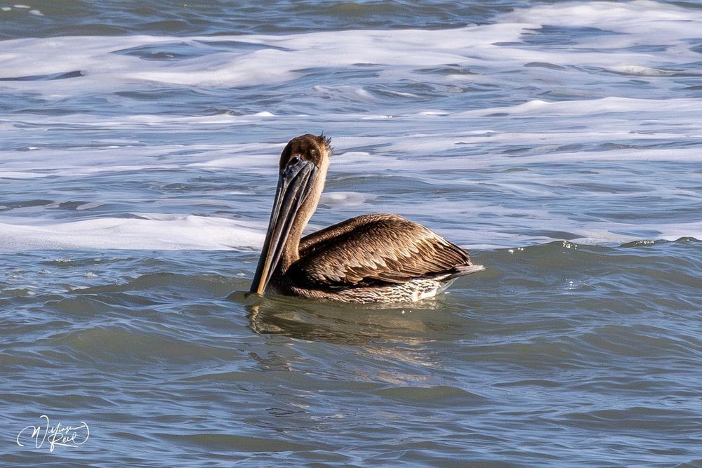 Brown Pelican Coastal Wildlife Photography | William Reed Art