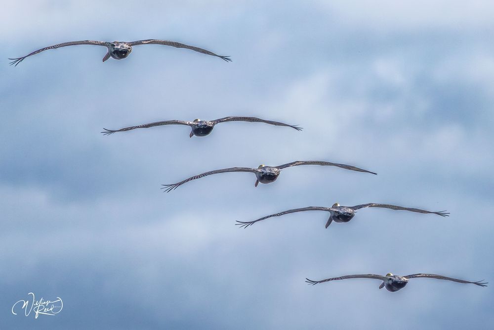 Pelicans in Flight Formation | Coastal Bird Photography by William Reed