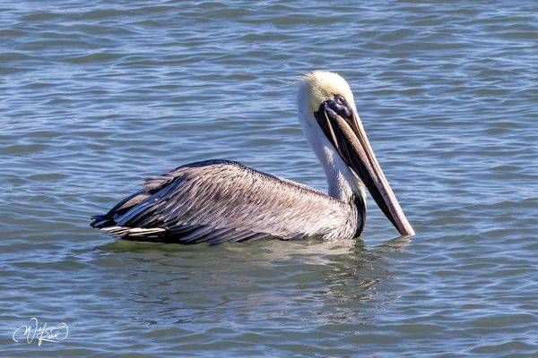 Brown Pelican Portrait | Coastal Bird Photography by William Reed