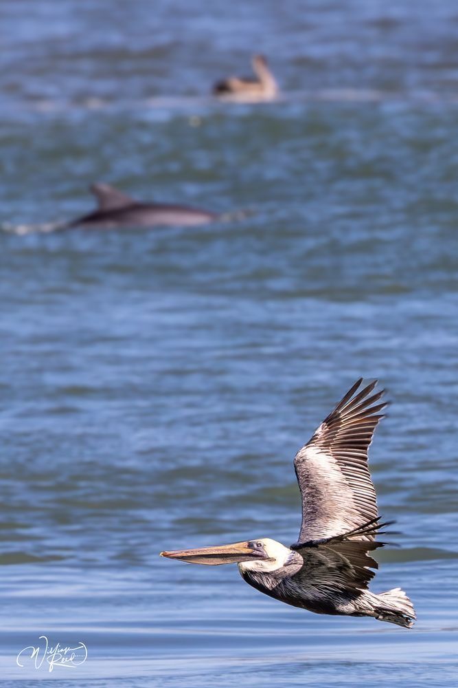 Brown Pelican in Flight Coastal Wildlife Photography | William Reed