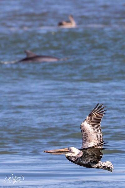Brown Pelican in Flight Coastal Wildlife Photography | William Reed