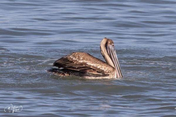Brown Pelican Resting on Water | Coastal Wildlife Photography by William Reed