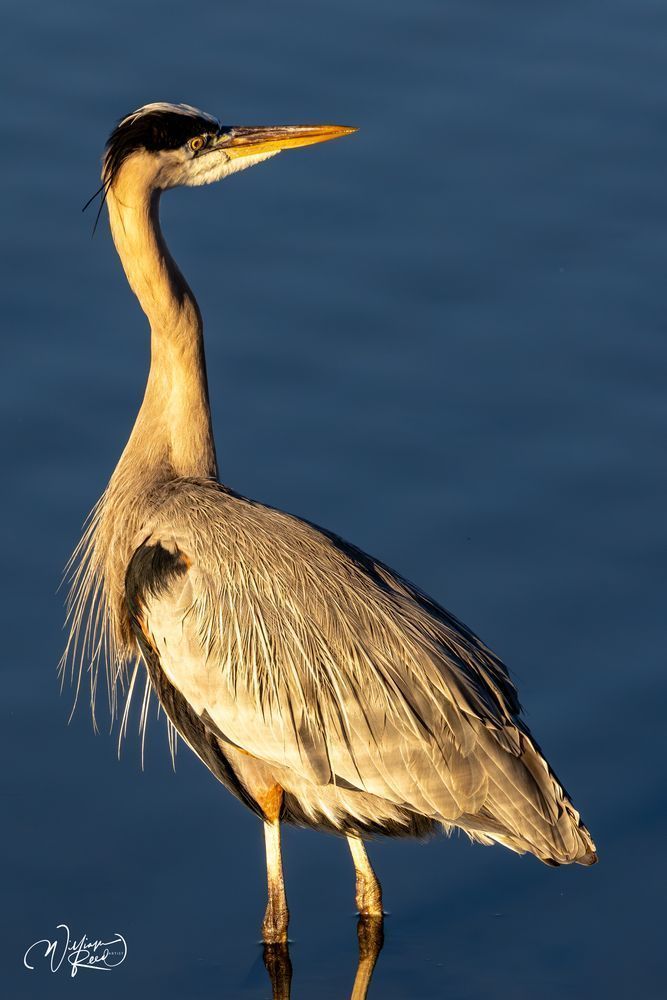 What Was That? Heron Artwork in Serene Blue