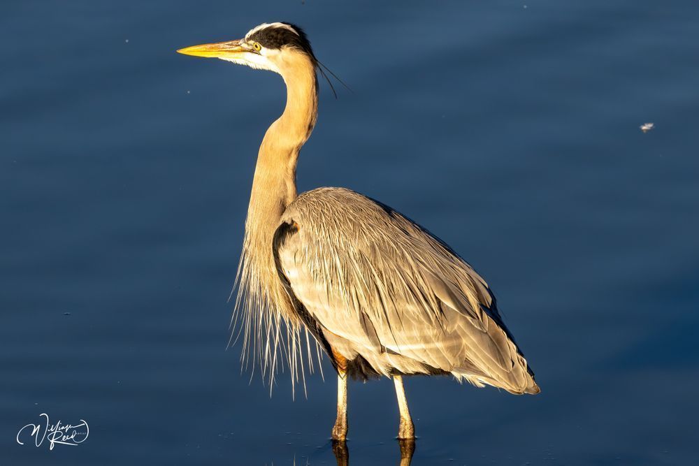 Coastal Calm - Serene Wildlife Photography