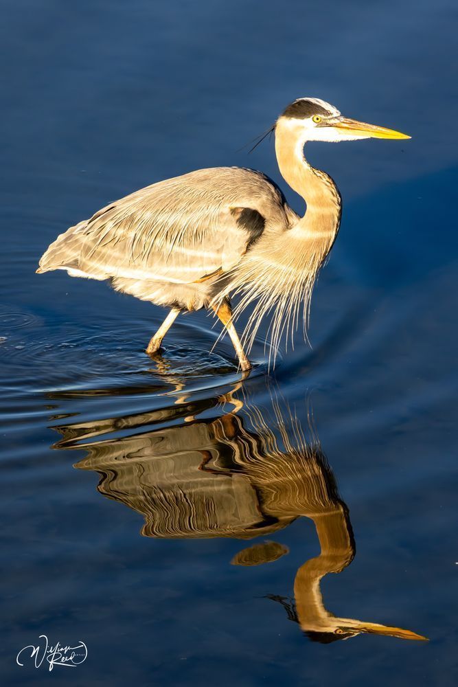 Knee Deep Vigil - Serene Heron Reflection Artwork