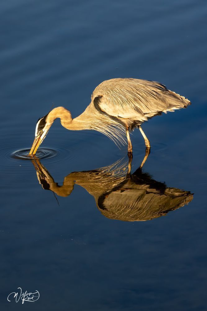 Got You - Elegant Wildlife Photography