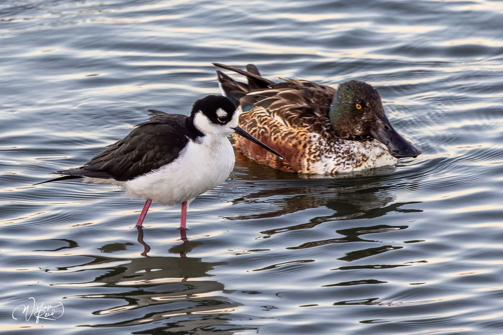 Black-Necked Stilt and Northern Shoveler | Wetland Wildlife Art