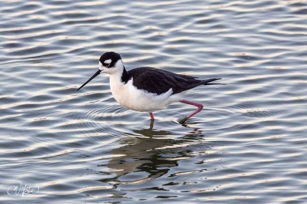 Black-Necked Stilt Fine Art Print – Elegant Shorebird Reflection Photography