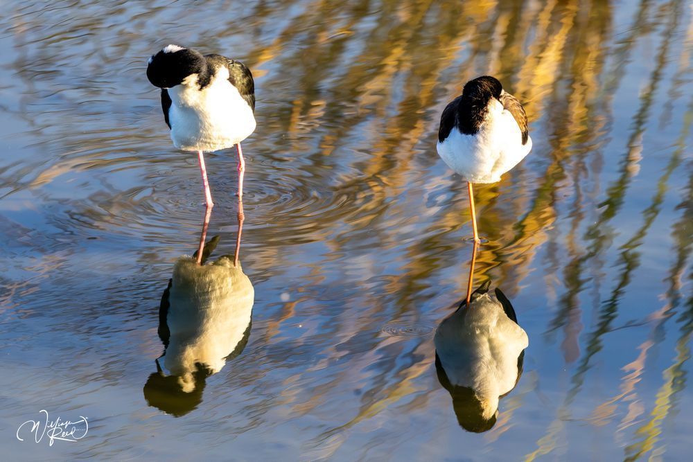 Black-Necked Stilt Pair Fine Art Print – Golden Reflection Shorebird Photography
