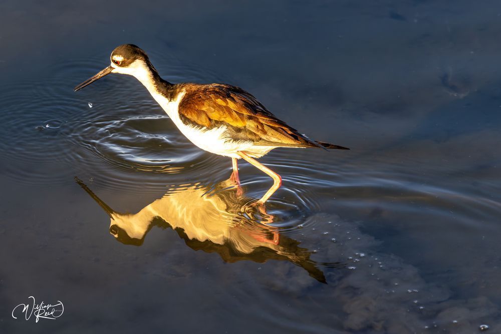 Black-Necked Stilt in Golden Reflection | Shorebird Fine Art Photography