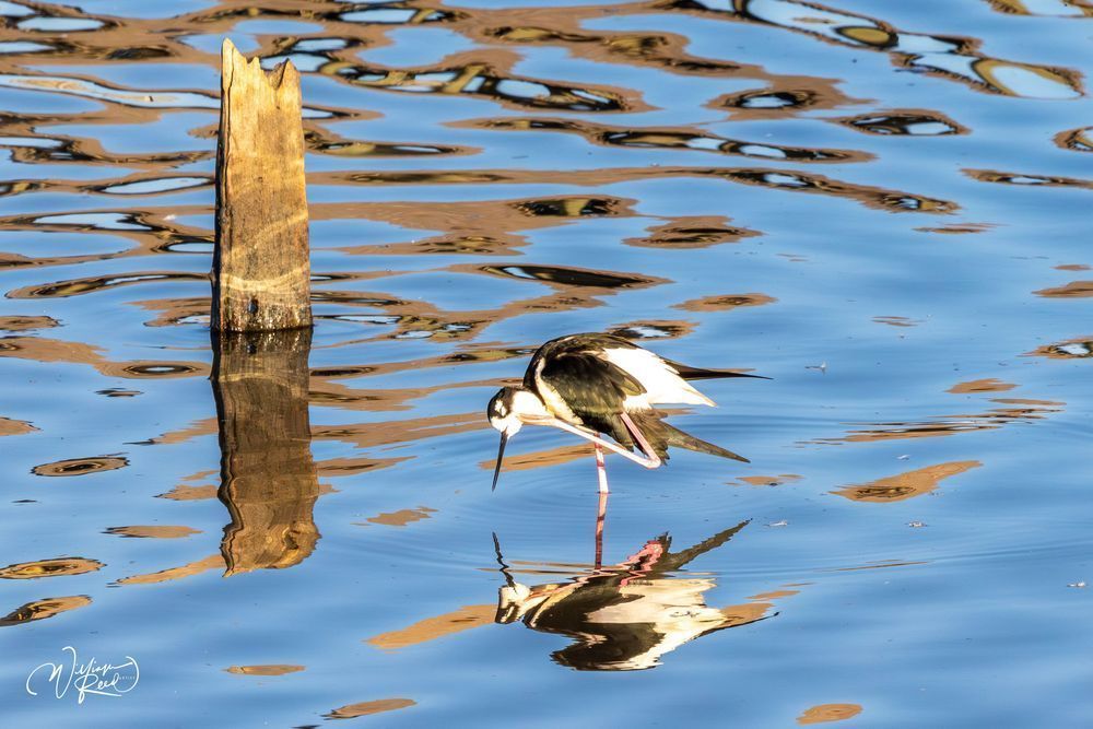 Black-Necked Stilt Beneath the Pier | Shorebird Fine Art Photography