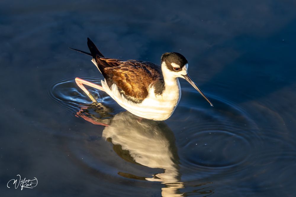 Black-Necked Stilt in Golden Calm | Shorebird Fine Art Photography