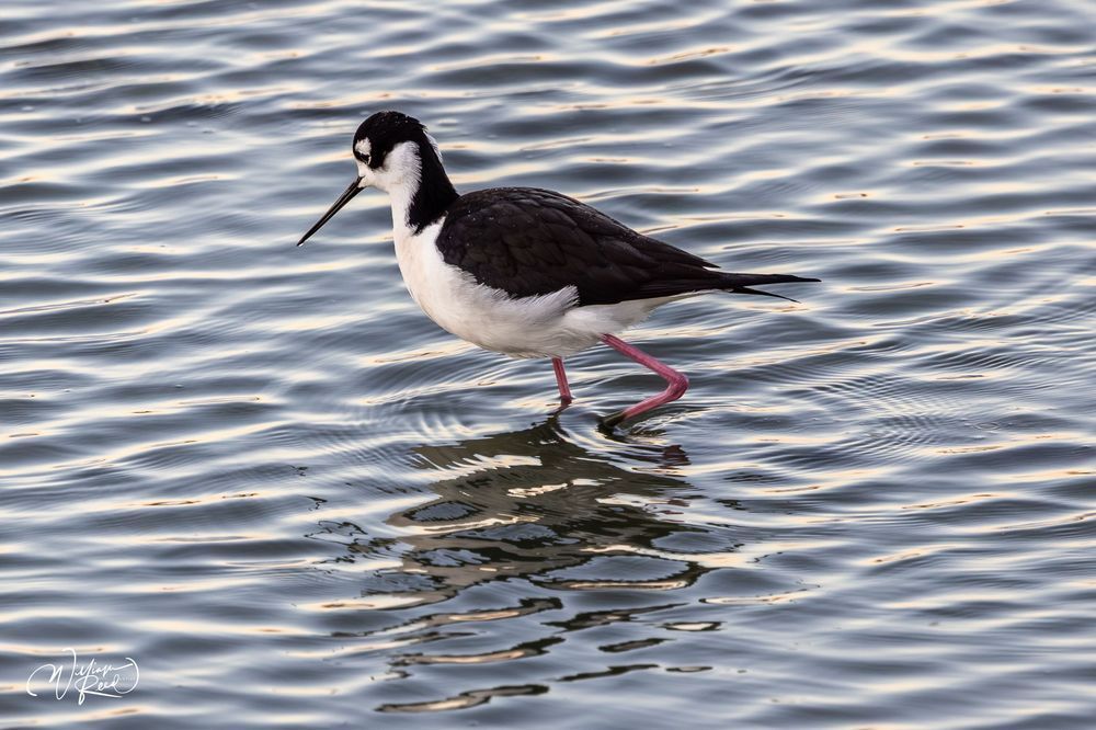 Black-Necked Stilt Fine Art Photography – Wading Shorebird Reflection Print