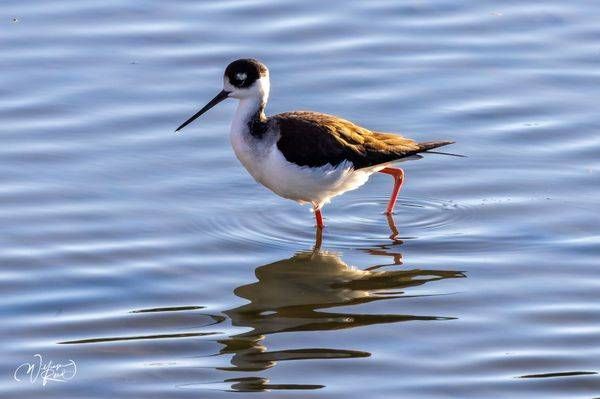 Black-Necked Stilt Reflection – Coastal Shorebird Fine Art Print
