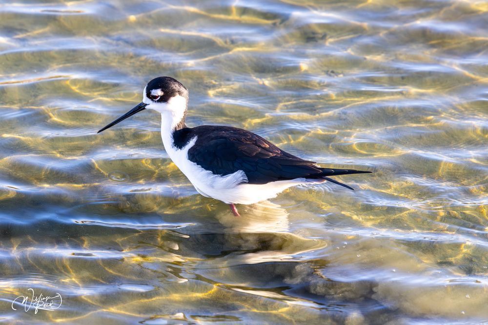 Black-Necked Stilt in Golden Water | Coastal Wildlife Art