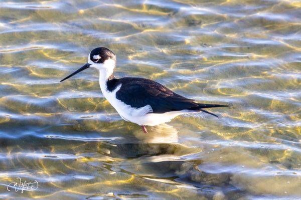 Black-Necked Stilt in Golden Water | Coastal Wildlife Art