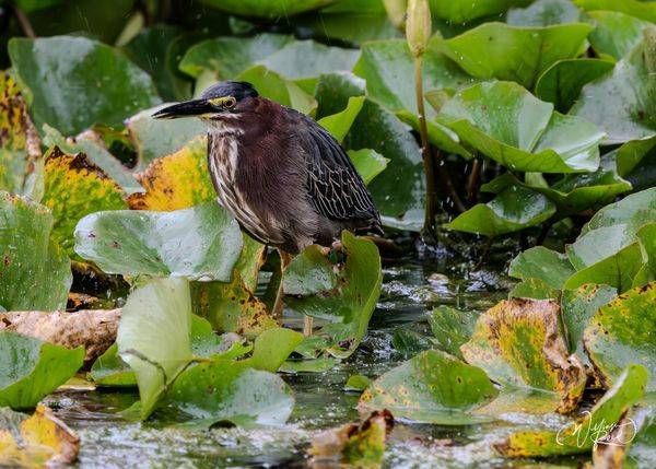 Green Heron Wetland Photography Print | Echoes of the Wetland | William Reed