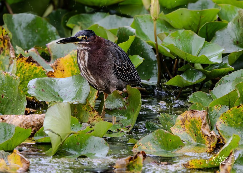 Green Heron Wetland Photography Print | Echoes of the Wetland | William Reed