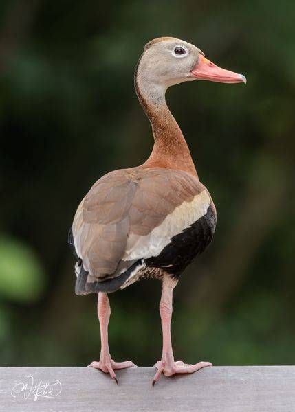 A Symphony In Pink And Brown Art | William Reed Artist