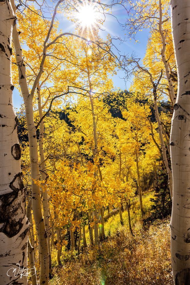 Aspen Fall 29 Art | William Reed Artist