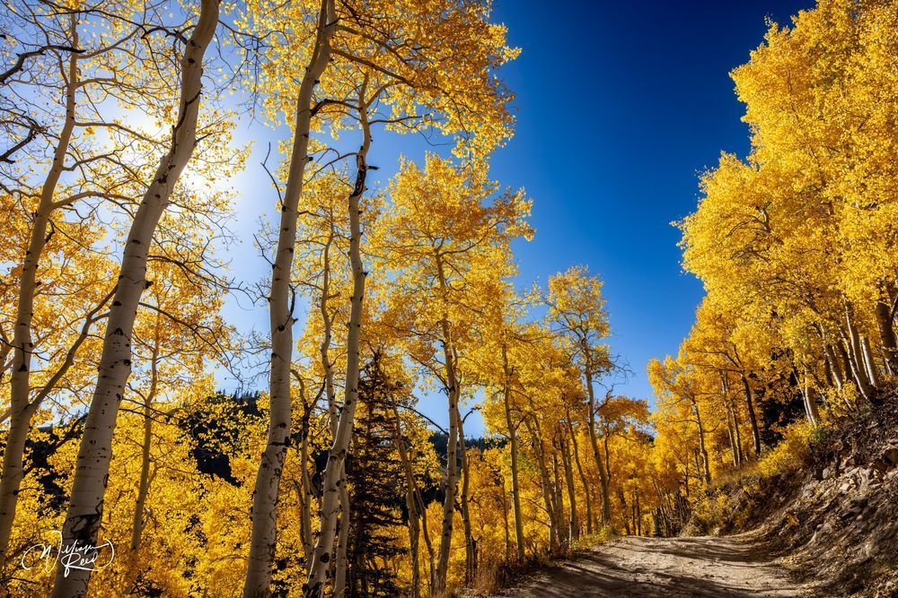 Aspen Fall 28 Art | William Reed Artist