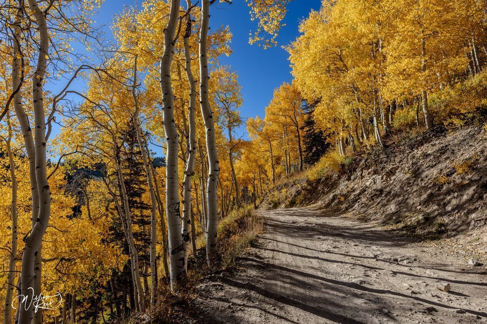 Aspen Fall 25 Art | William Reed Artist