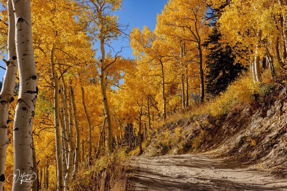 Aspen Fall 27 Art | William Reed Artist