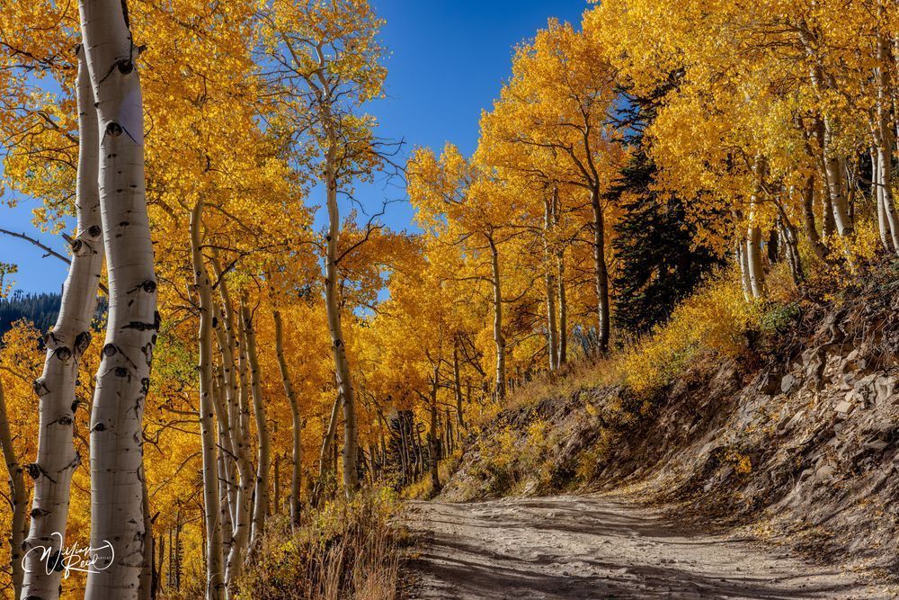 Aspen Fall 26 Art | William Reed Artist